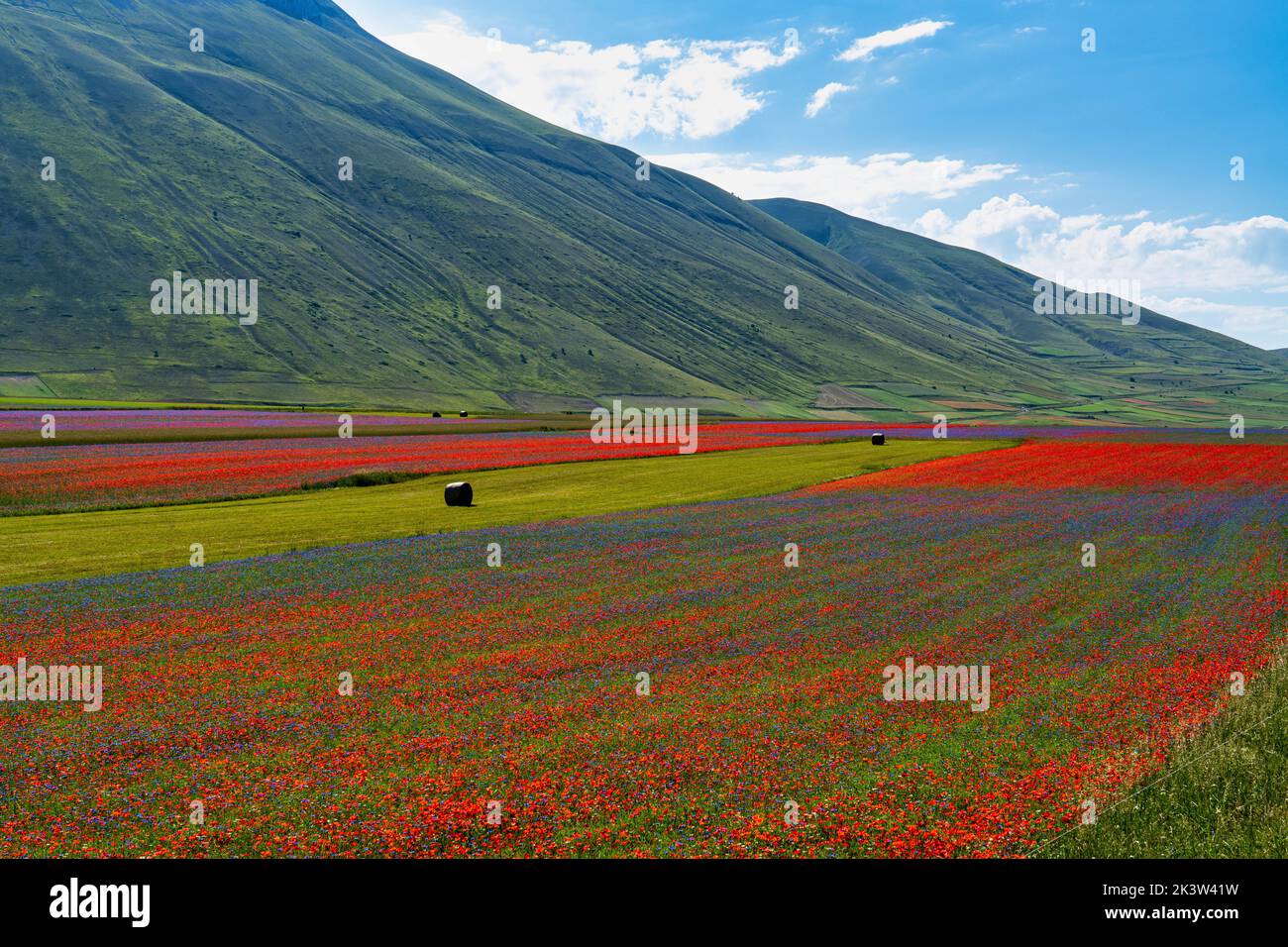 Lentil flowering with poppies and cornflowers in Castelluccio di Norcia, national park sibillini mountains, Italy, Europe Stock Photo