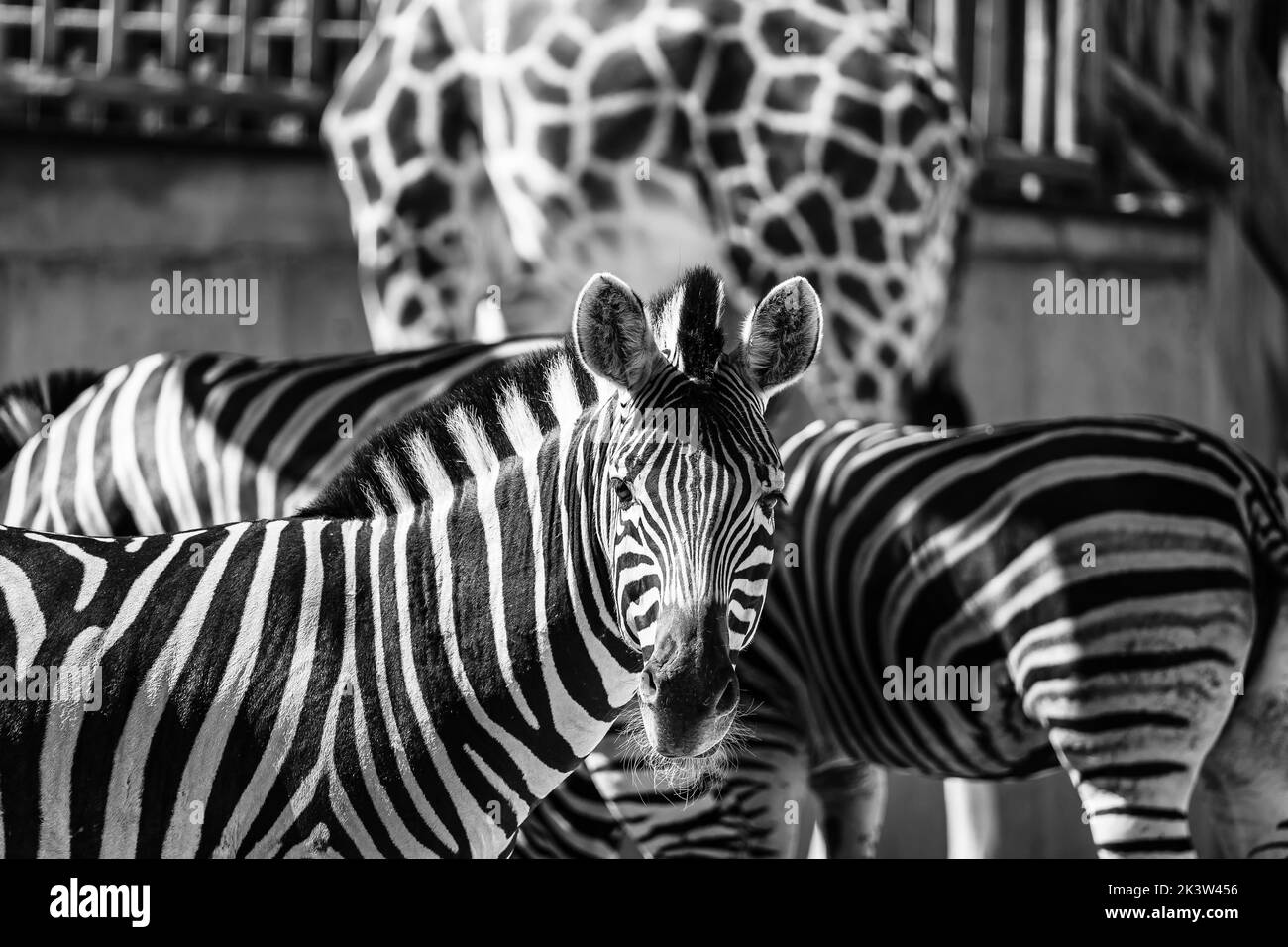 African savanna giraffes zebras Black and White Stock Photos & Images