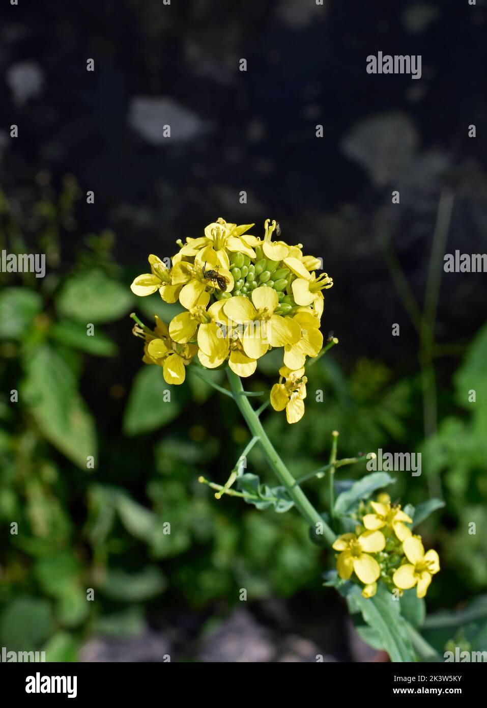 Field mustard  flowers (Brassica campestris or Brassica rapa) in Rio de Janeiro, Brazil Stock Photo