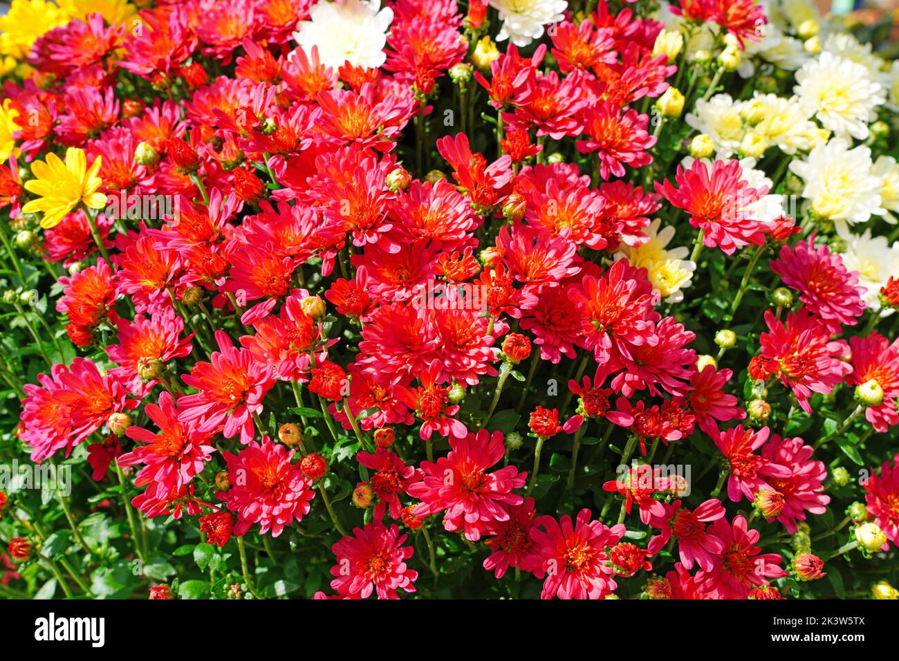 Colorful chrysanthemum flowers in the fall Stock Photo