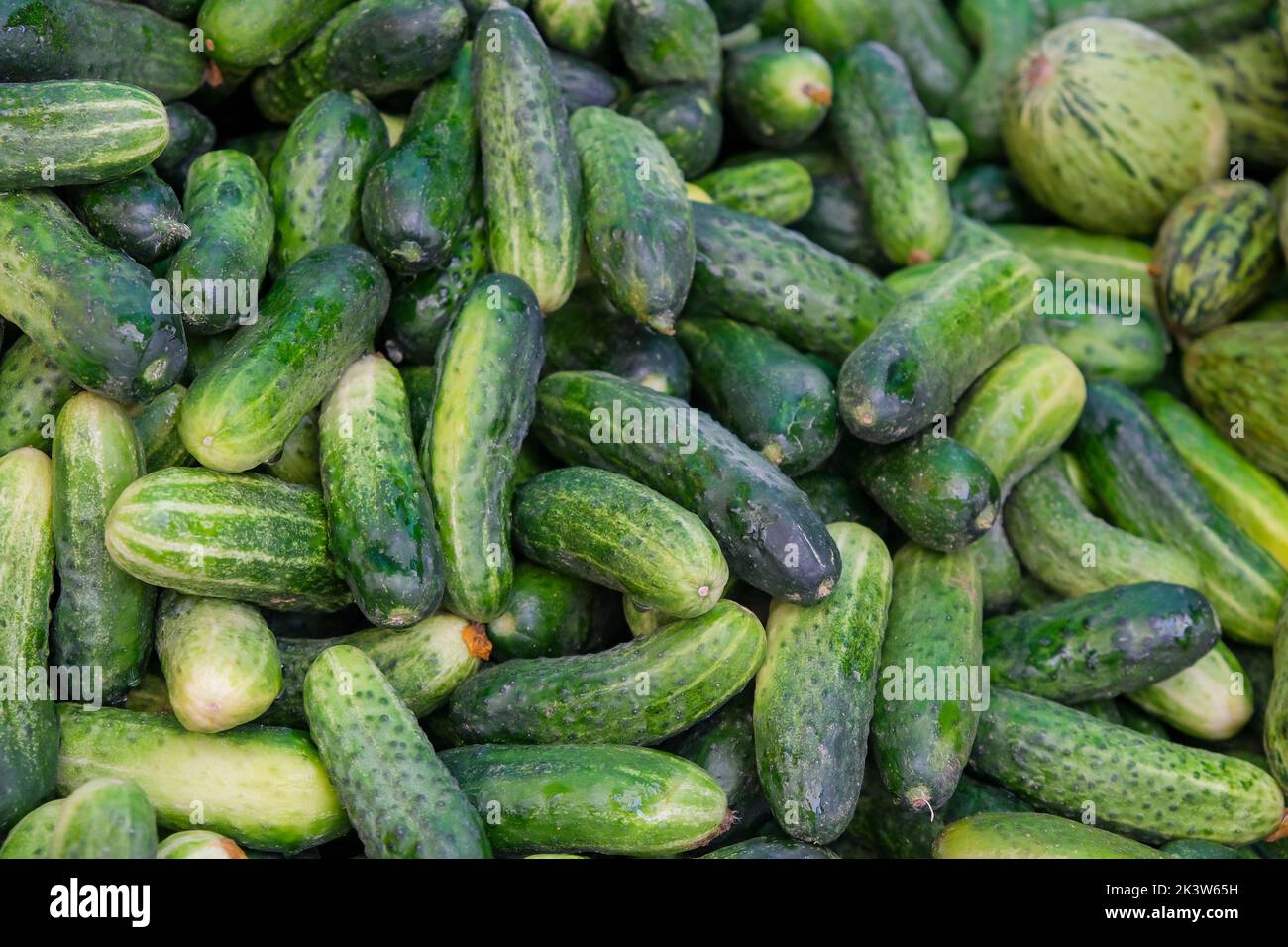 Top view of organic green cucumbers at the market. Food concept, copy space. Stock Photo