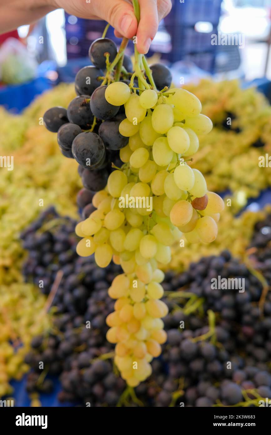 Woman's hand selling bunches of black and yellow grapes in the village market. Stock Photo