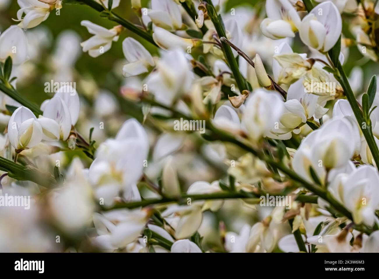 A closeup of fresh Cytisus Moyclare flowers growing in the garden Stock Photo