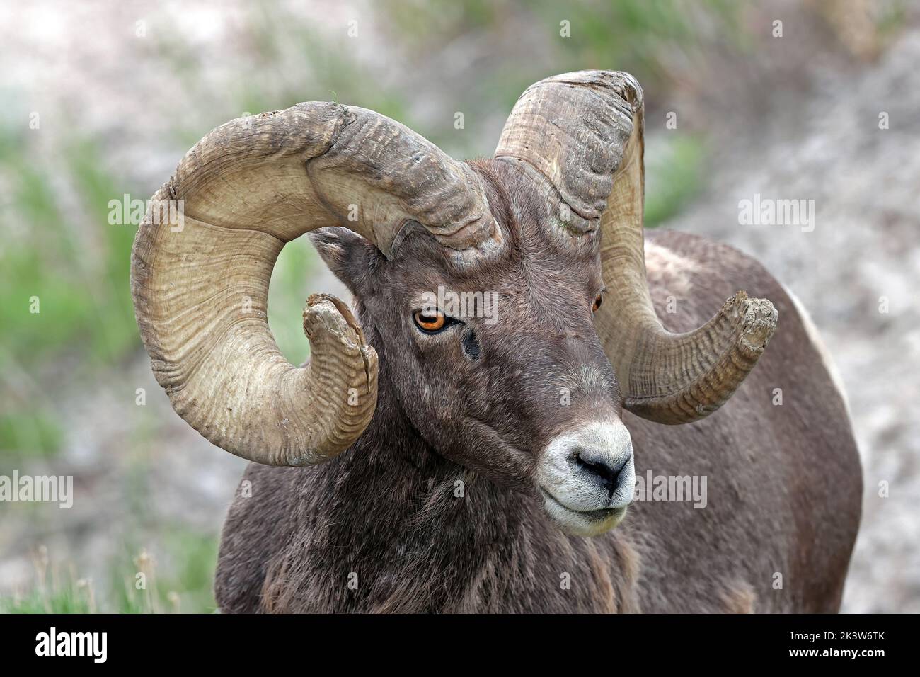 Big Horn Sheep in Badlands, South Dakota Stock Photo - Alamy