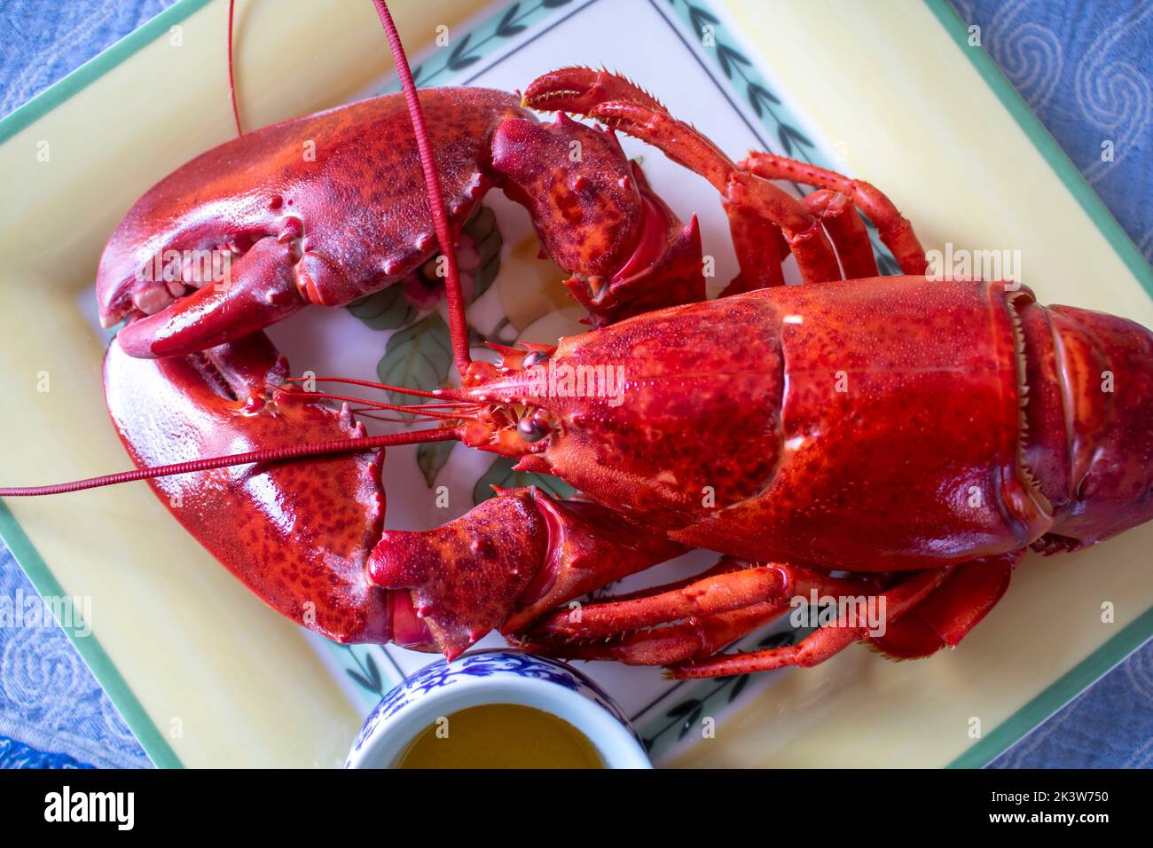 Cup of butter next to a cook fresh full lobster on a yellow plate red lobster Stock Photo