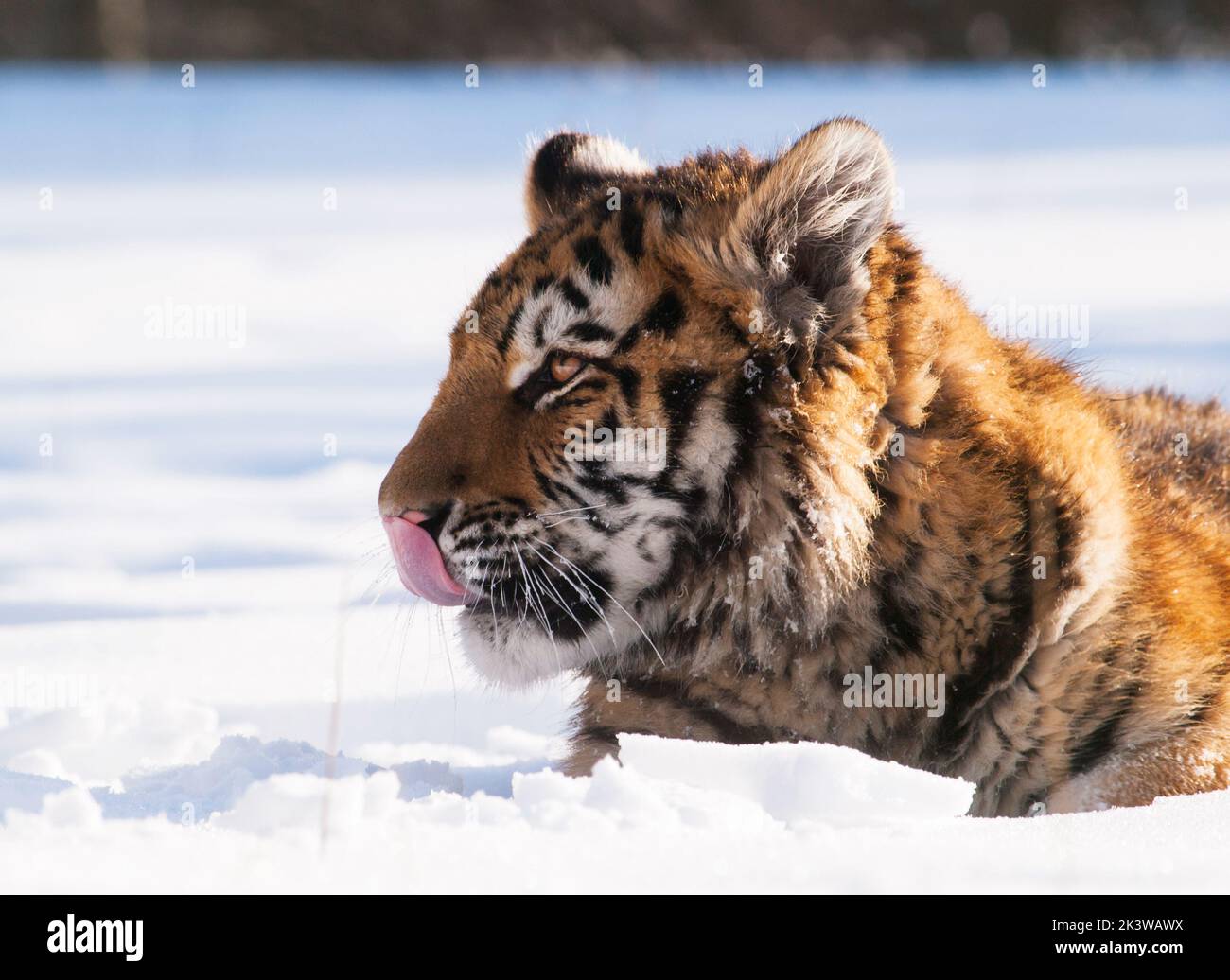 Siberian tiger, Panthera tigris altaica. Wildlife scene with dangerous animal. Cold winter in taiga, Russia. Tiger in wild winter nature, lying on sno Stock Photo