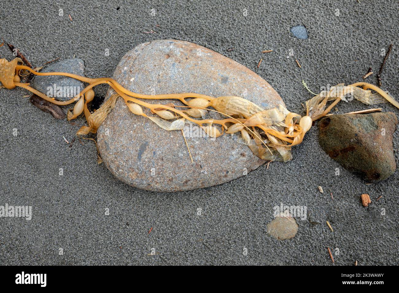 WA22069-00...WASHINGTON - Dried kelp on the beach at Kalaloch in Olympic National Park. Stock Photo