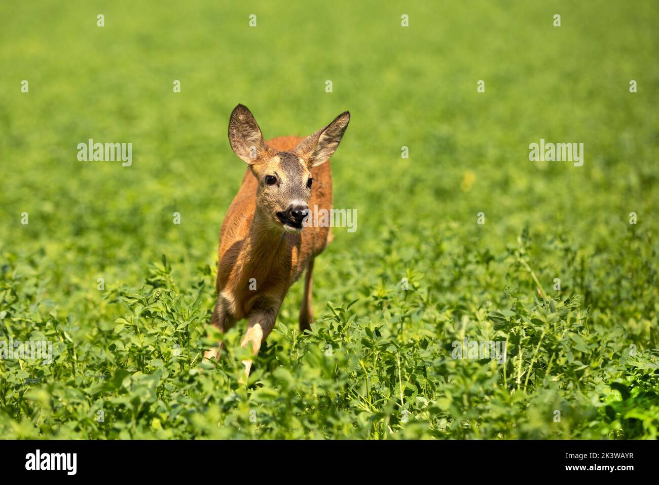 Roe deer, in the shamrock meadow. Roe deer, Capreolus capreolus, walking in the clover. Stock Photo