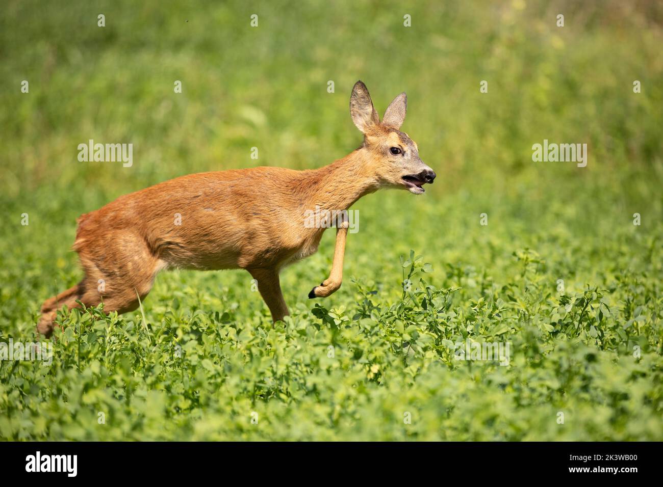 Roe deer, Capreolus capreolus, between green leaves of clover, meadow. Stock Photo