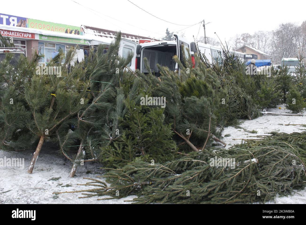 Ukraine sale of Christmas trees Stock Photo Alamy