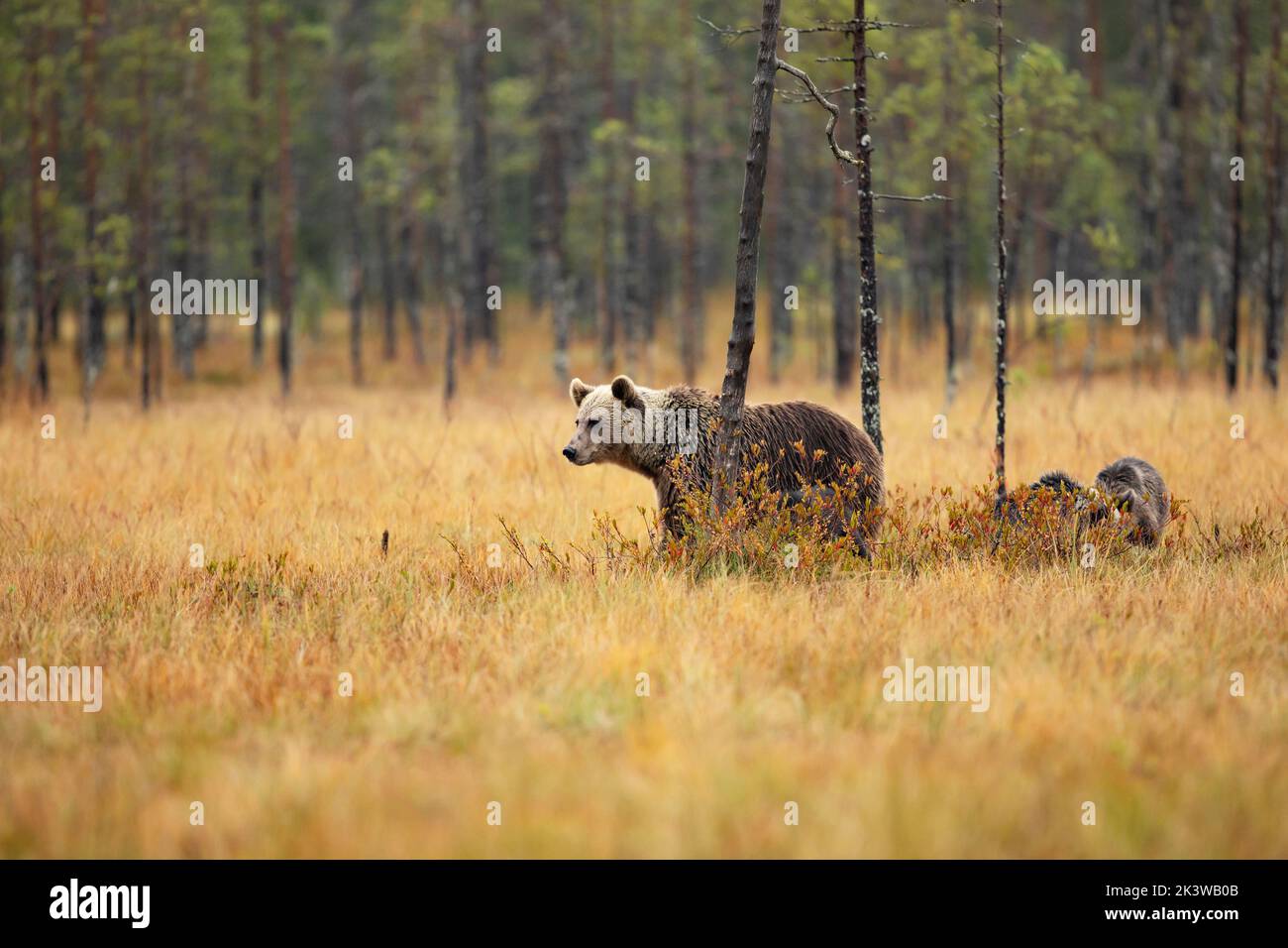 Bear family in orange autumn. Pups with mother. Brown bear, Ursus actor, in nature habitat, taiga in Finland. Stock Photo