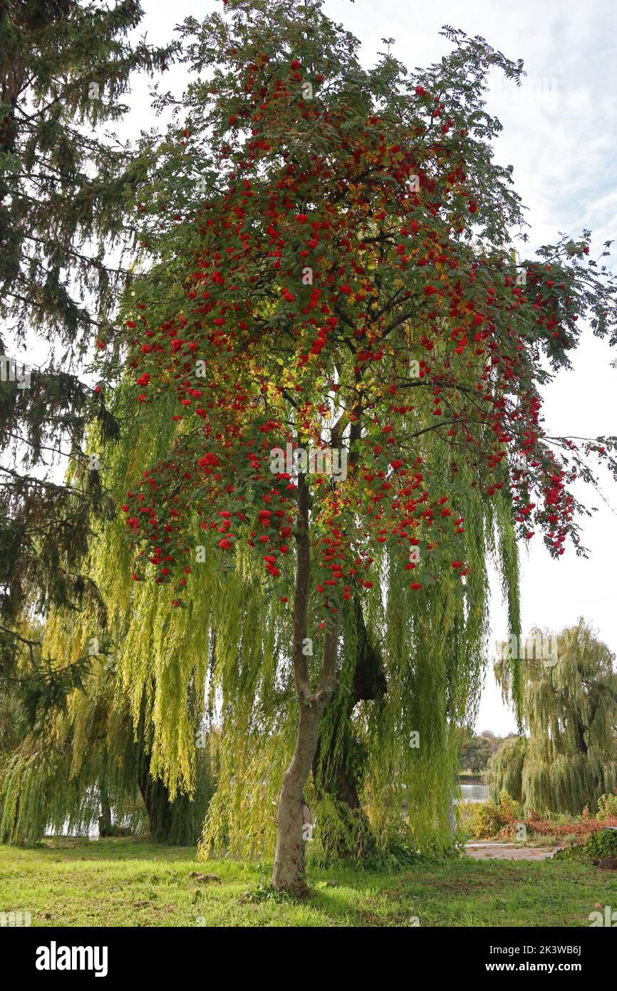 Rowan tree with bright red ripe berries. Mountain ash tree. Sorbus. Stock Photo