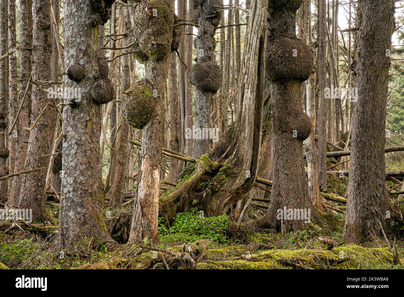 WA22081-00...WASHINGTON - Spruce trees with burls growing along the edge of the coast in Olympic National Park. Stock Photo