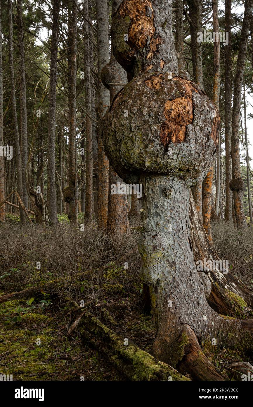 WA22082-00...WASHINGTON - Large burl on a spruce trees growing along the edge of the coast in Olympic National Park. Stock Photo