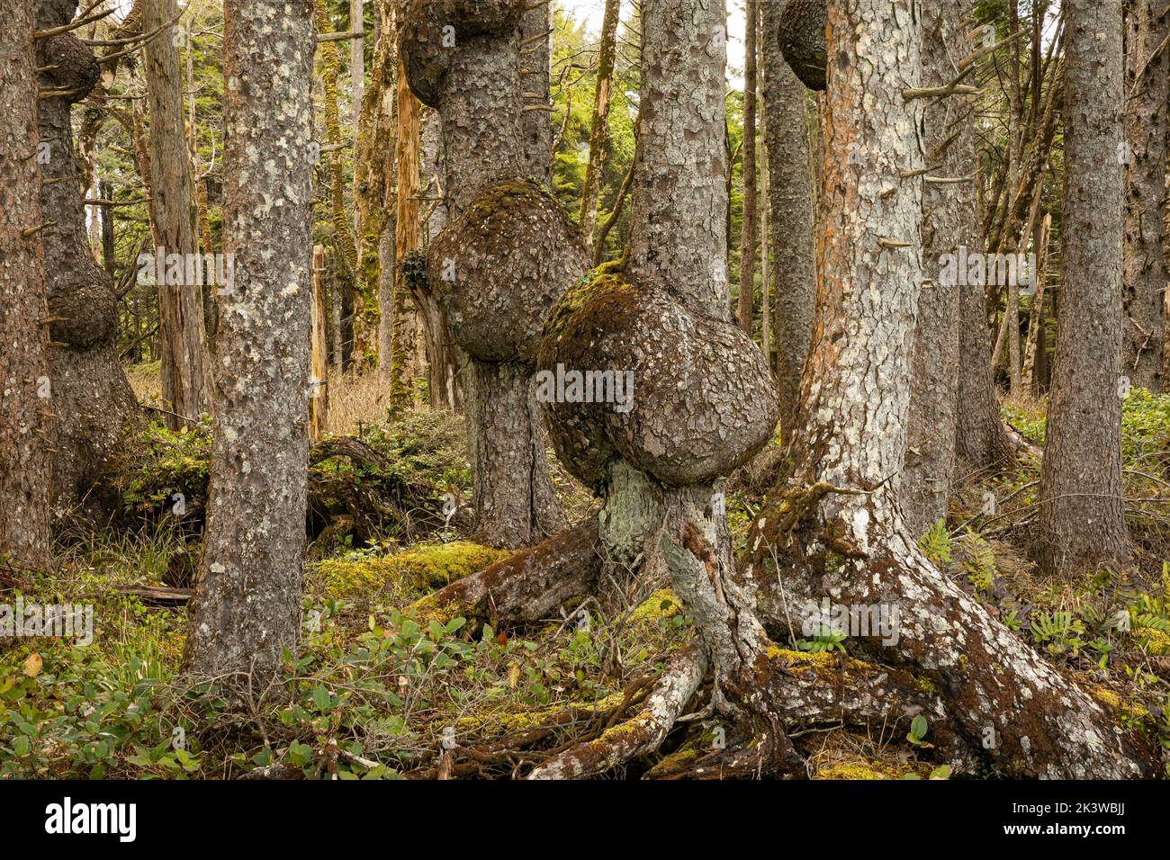 WA22085-00...WASHINGTON - Large burls on a spruce trees growing along the edge of the coast in Olympic National Park. Stock Photo