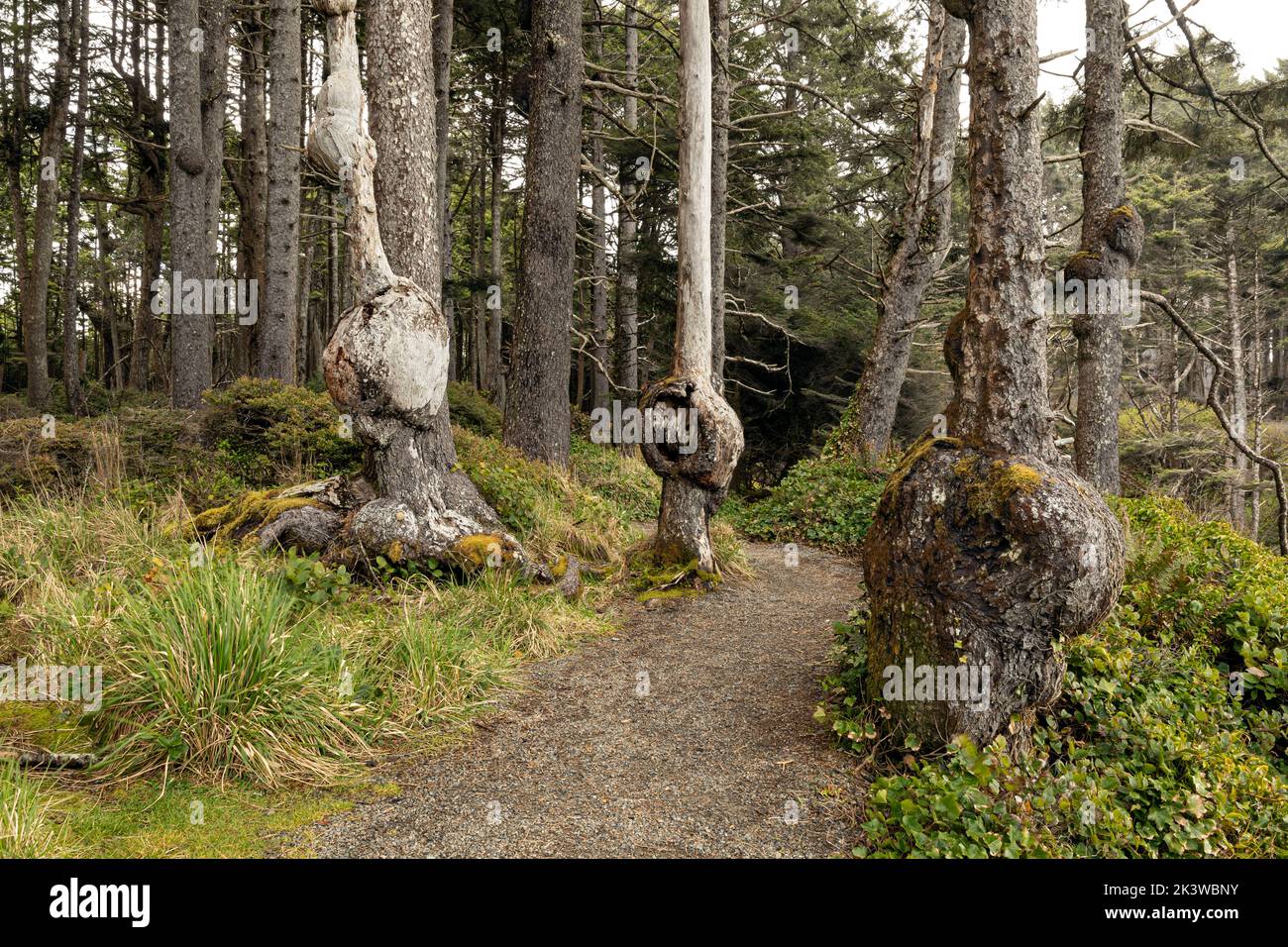 WA22087-00...WASHINGTON - Spruce Burl Loop Trail on the edge of the Pacific Ocean in Olympic National Park. Stock Photo