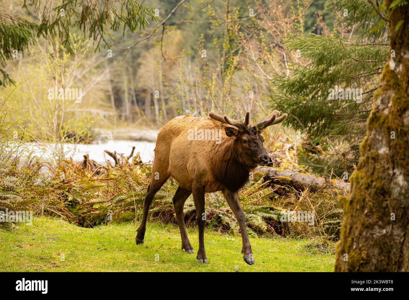 WA22091-00...WASHINGTON - Bull elk forging on the new growth at the Hoh Campground in Olympic National Park. Stock Photo