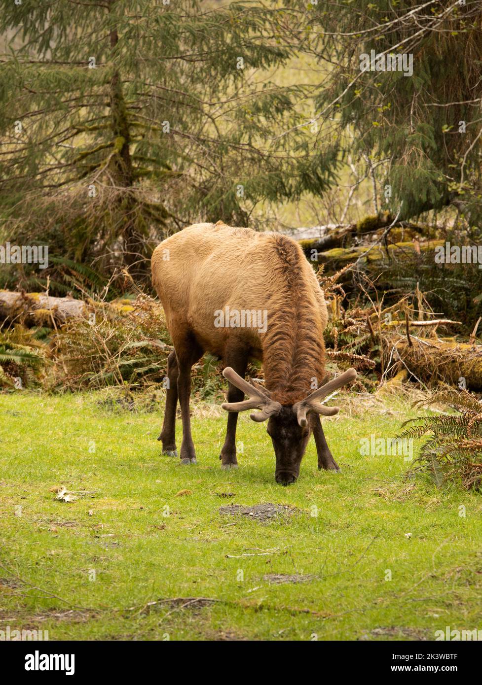 WA22092-00...WASHINGTON - Bull elk forging on the new growth at the Hoh Campground in Olympic National Park. Stock Photo