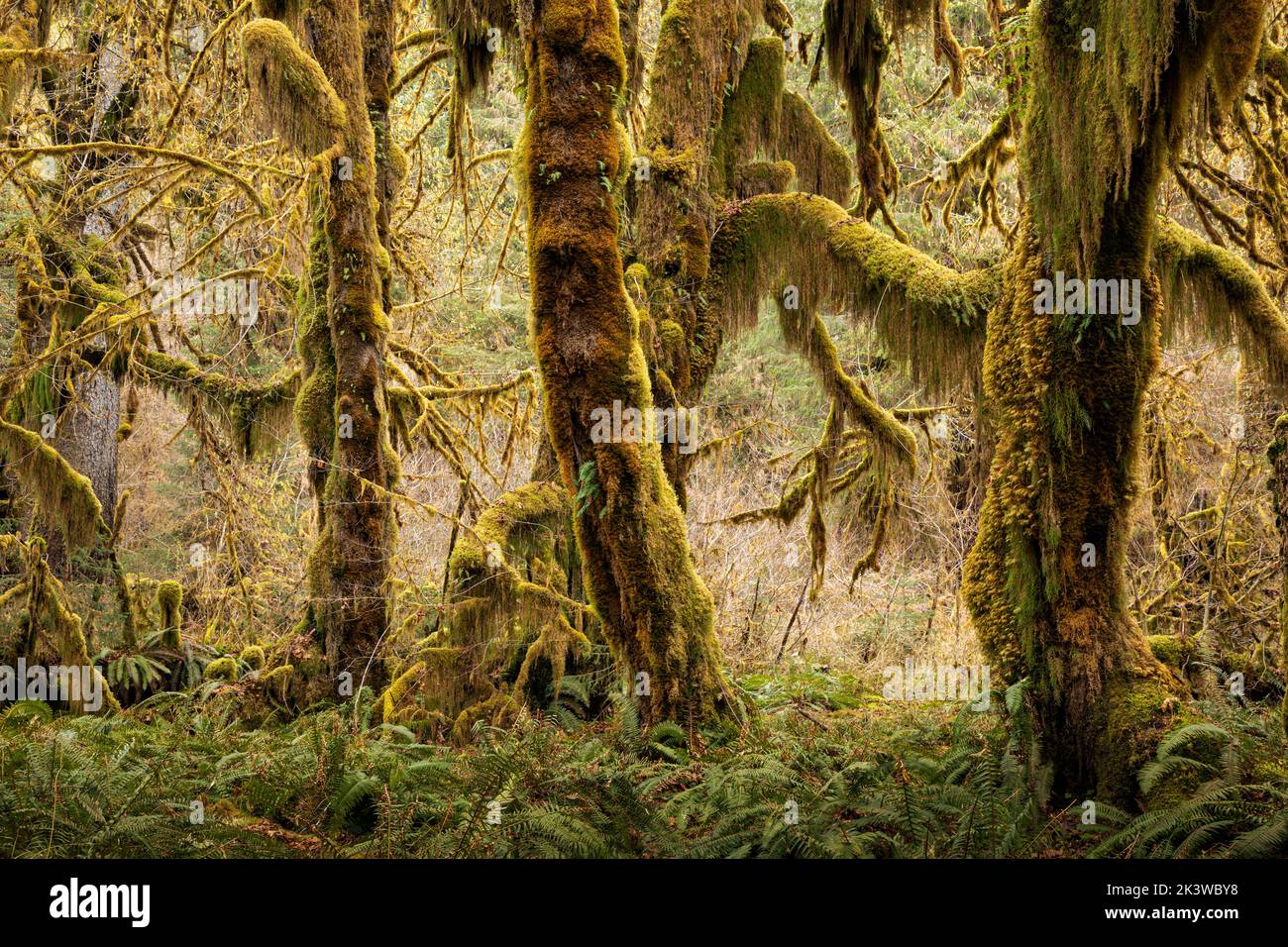 WA22093-00...WASHINGTON - Maple trees covered with moss  in the Hall of Mosses, part of the Hoh Rain Forest , In Olympic National Park. Stock Photo