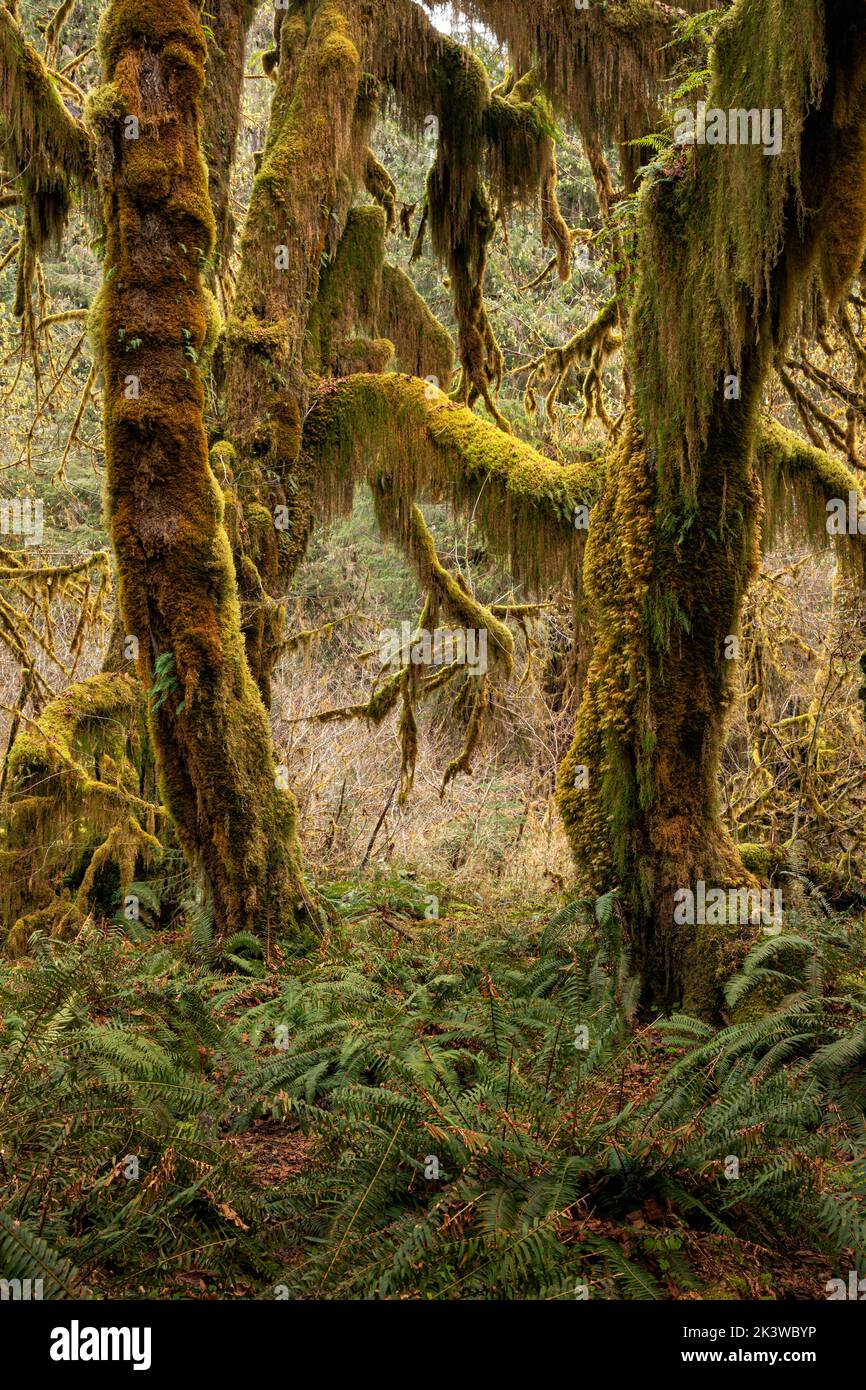 WA22094-00...WASHINGTON - Maple trees covered with moss  in the Hall of Mosses, part of the Hoh Rain Forest , In Olympic National Park. Stock Photo