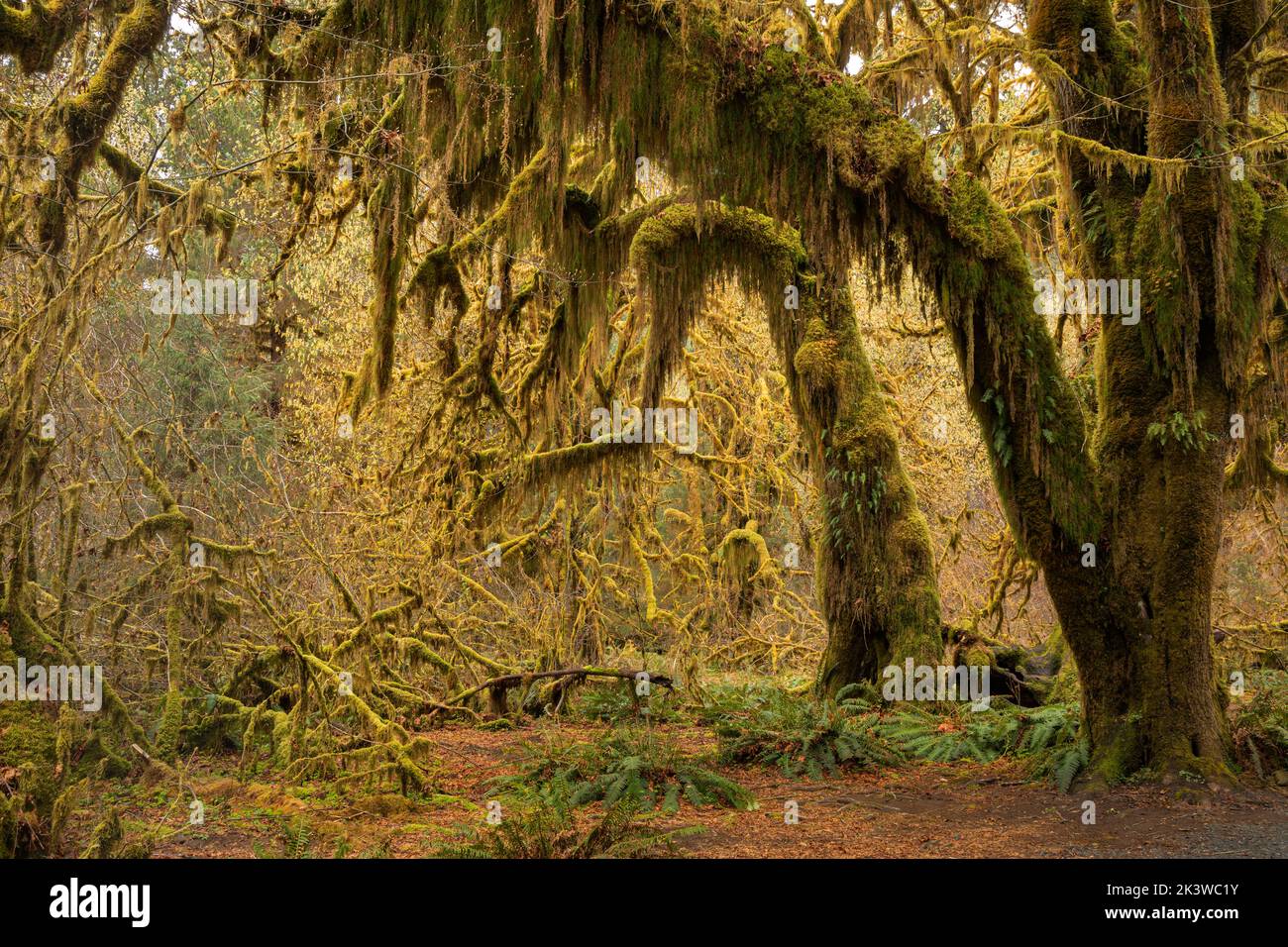 WA22095-00...WASHINGTON - Maple trees covered with moss  in the Hall of Mosses, part of the Hoh Rain Forest , In Olympic National Park. Stock Photo