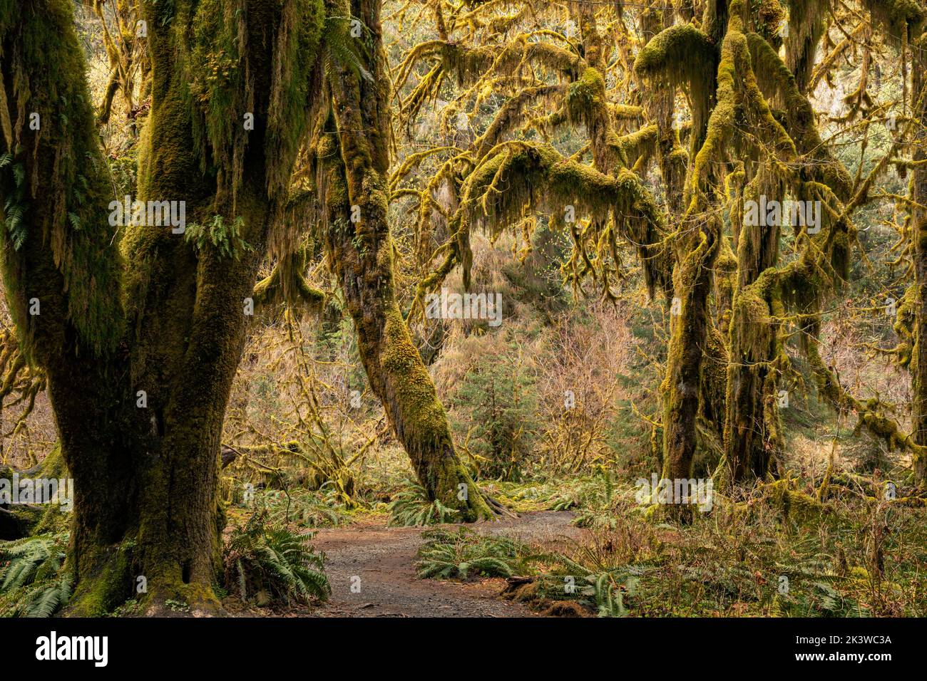 WA22097-00...WASHINGTON - Maple trees covered with moss  in the Hall of Mosses, part of the Hoh Rain Forest , In Olympic National Park. Stock Photo