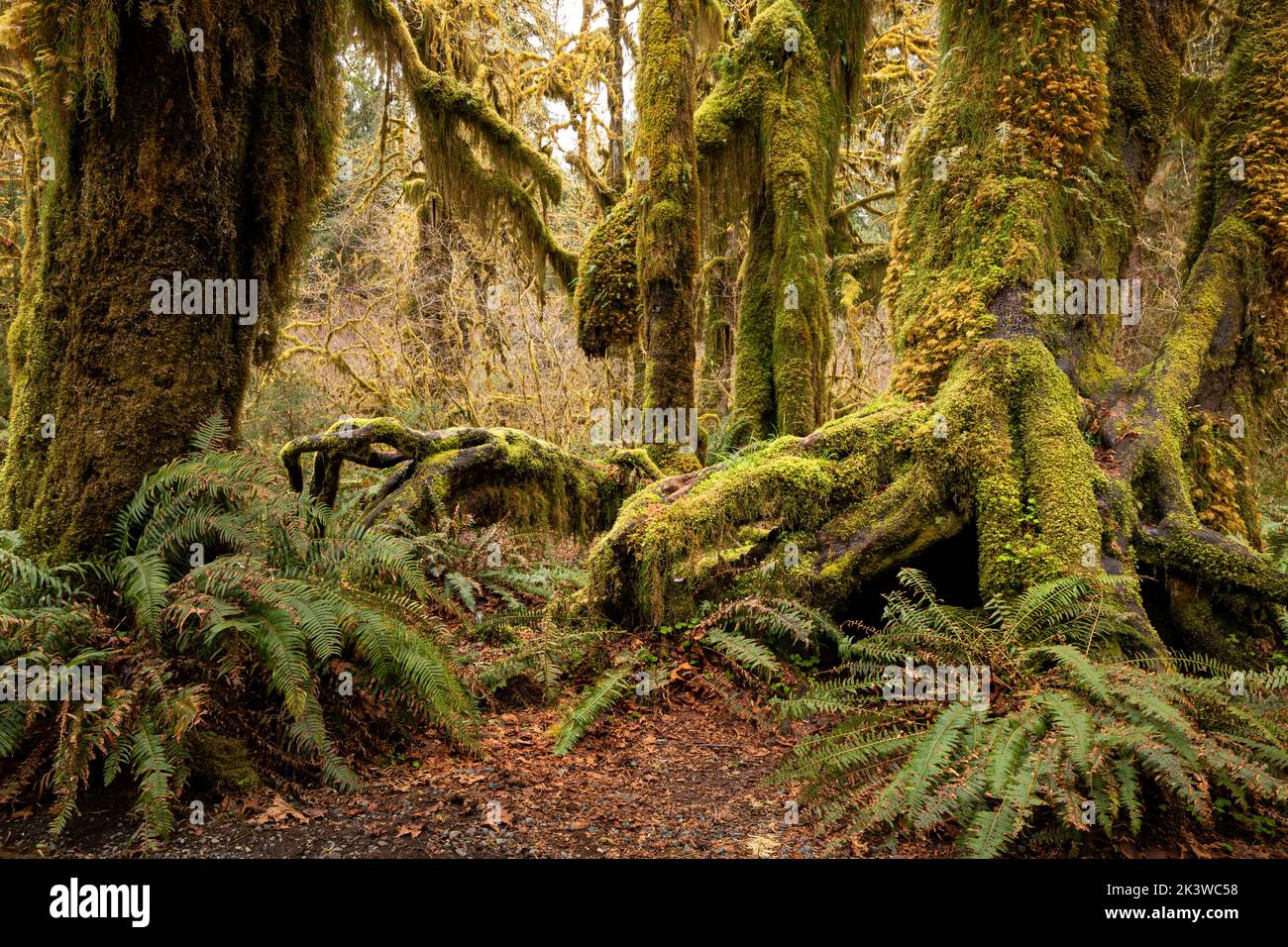 WA22098-00...WASHINGTON - Maple trees covered with moss  in the Hall of Mosses, part of the Hoh Rain Forest , In Olympic National Park. Stock Photo