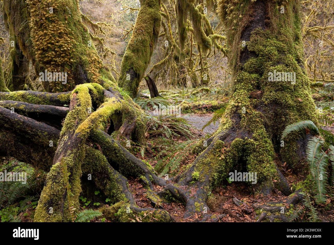 WA22099-00...WASHINGTON - Maple trees covered with moss  in the Hall of Mosses, part of the Hoh Rain Forest , In Olympic National Park. Stock Photo