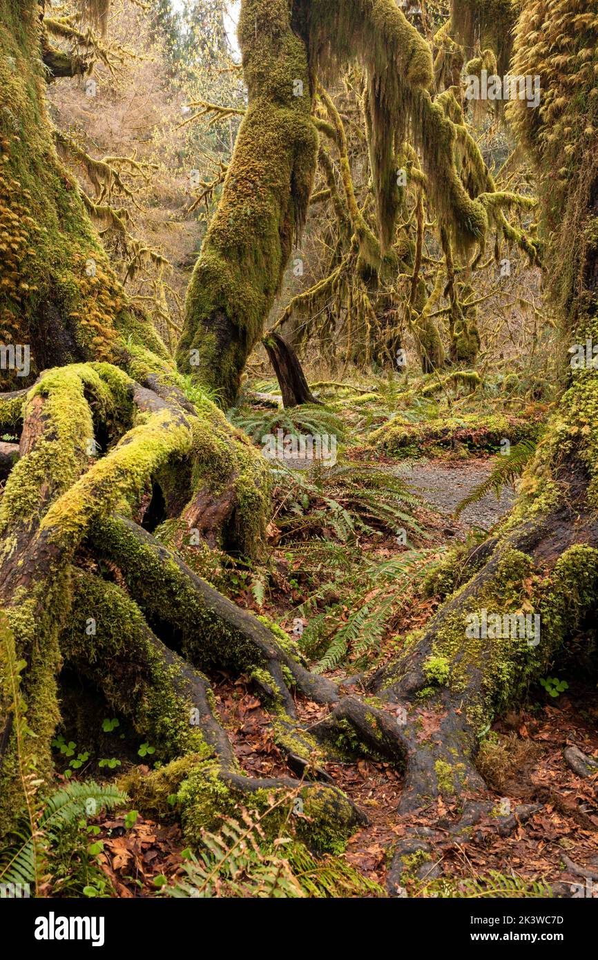 WA22100-00...WASHINGTON - Maple trees covered with moss  in the Hall of Mosses, part of the Hoh Rain Forest , In Olympic National Park. Stock Photo