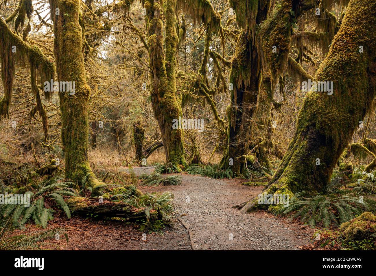 WA22101-00...WASHINGTON - Maple trees covered with moss  in the Hall of Mosses, part of the Hoh Rain Forest , In Olympic National Park. Stock Photo