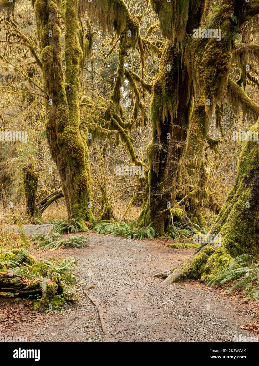 WA22102-00...WASHINGTON - Maple trees covered with moss  in the Hall of Mosses, part of the Hoh Rain Forest , In Olympic National Park. Stock Photo