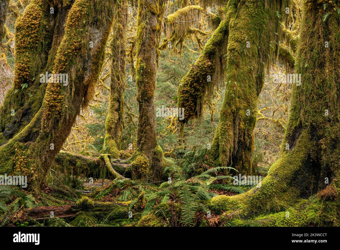 WA22105-00...WASHINGTON - Moss covered Big Leaf Maple trees and an understory of Western Sword Ferns viewed in the Hall of Mosses, Olympic National Pa Stock Photo