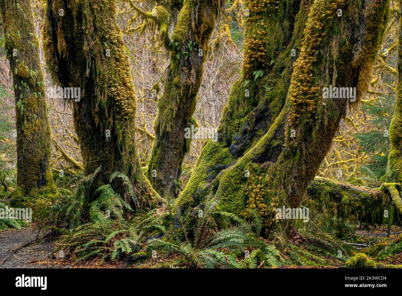 WA22106-00...WASHINGTON - Moss covered Big Leaf Maple trees and an understory of Western Sword Ferns viewed in the Hall of Mosses, Olympic National Pa Stock Photo