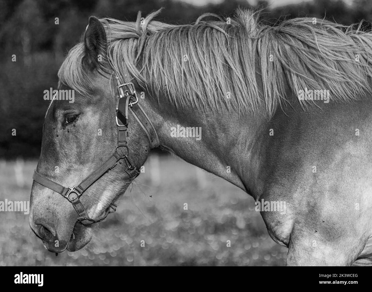 A grayscale portrait of an American Belgian Draft horse on grass field