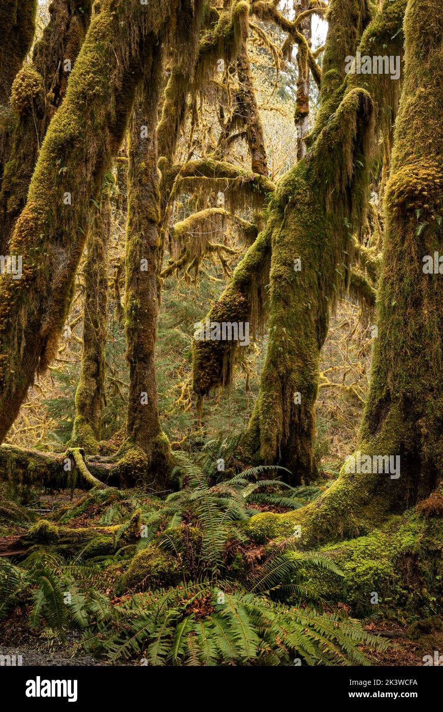 WA22107-00...WASHINGTON - Moss covered Big Leaf Maple trees and an understory of Western Sword Ferns viewed in the Hall of Mosses, Olympic National Pa Stock Photo