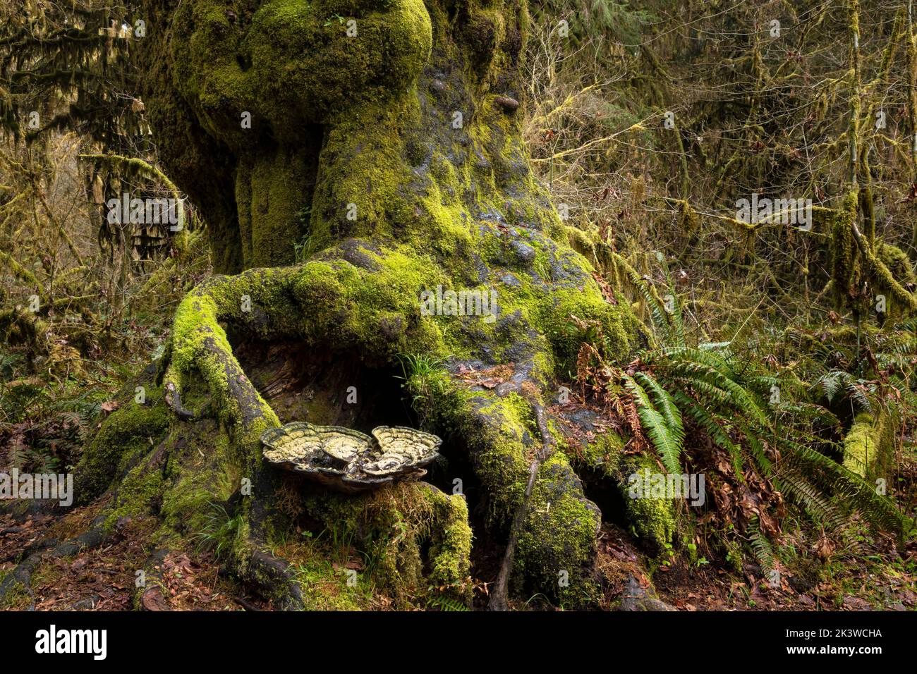 WA22110-00...WASHINGTON - Giant fungus on a tree with a large burl in the Hoh Rain Forest, Olympic National Forest. Stock Photo