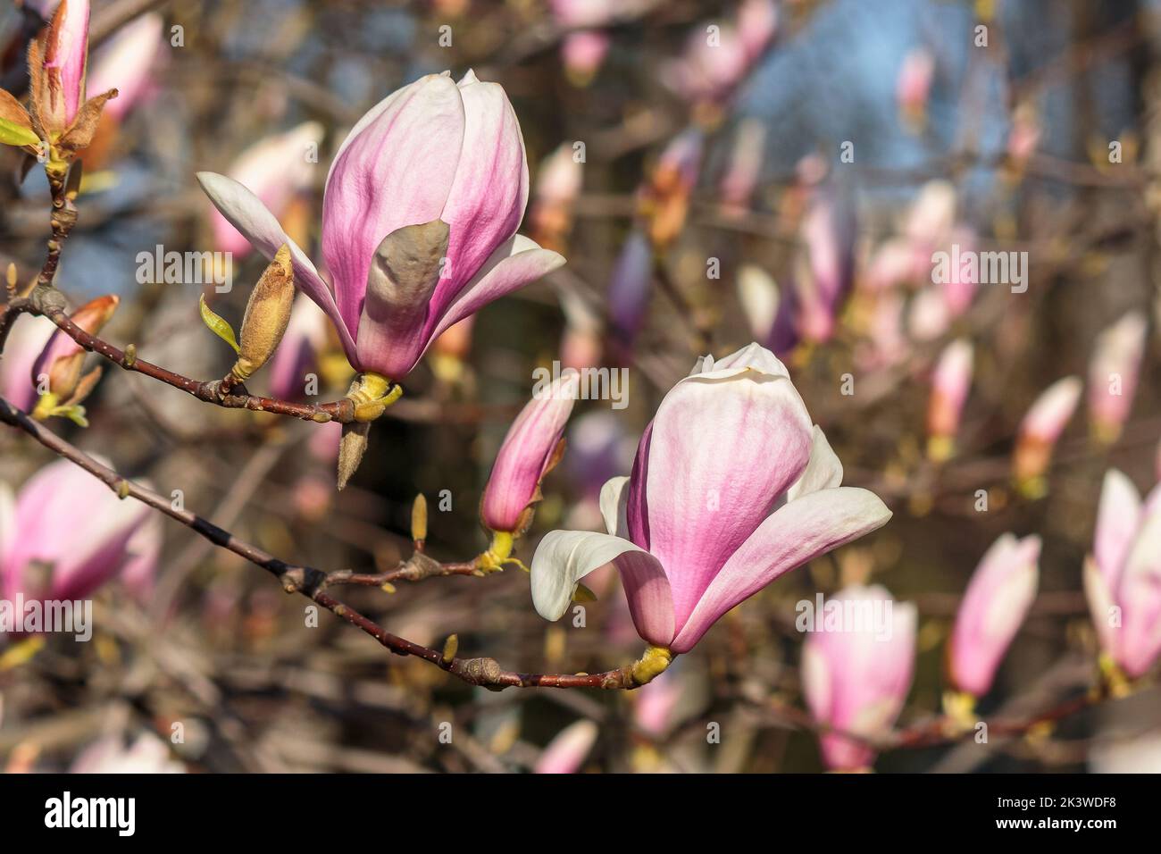 beautiful magnolia plant blossom in spring. romantic soft floral