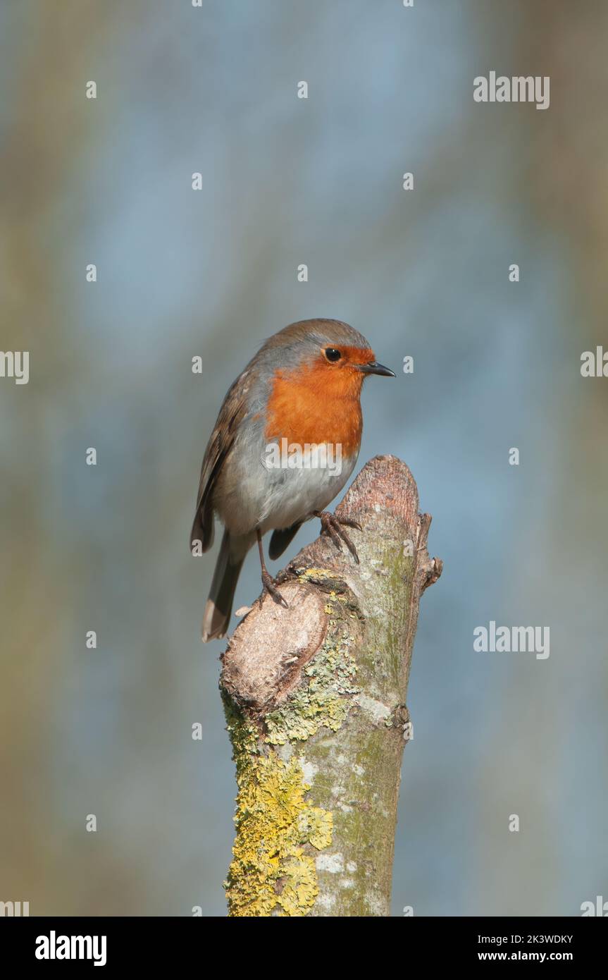 A shallow focus shot of an European robin bird perching on broken tree with blur background Stock Photo