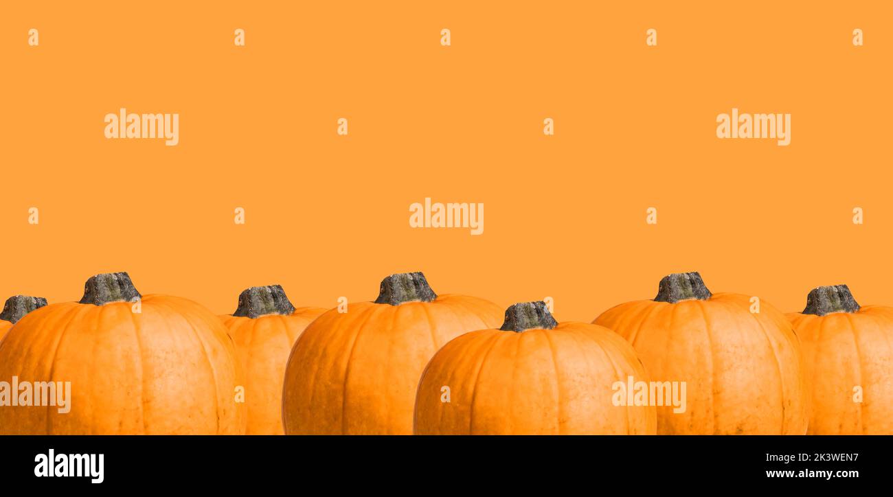 Pumpkin harvest banner with orange squash border decoration. High quality photo Stock Photo