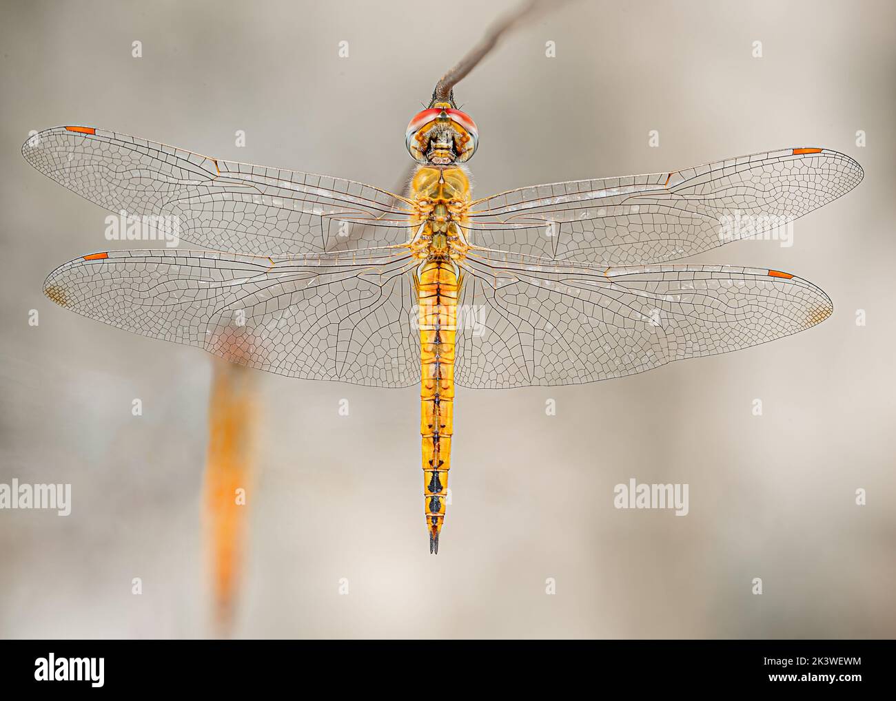 Dragonfly resting on a wire vertical Stock Photo