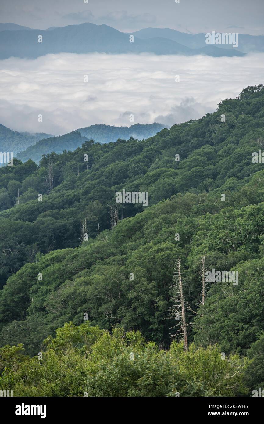 A vertical aerial view of lush green forests on the hill under blue ...