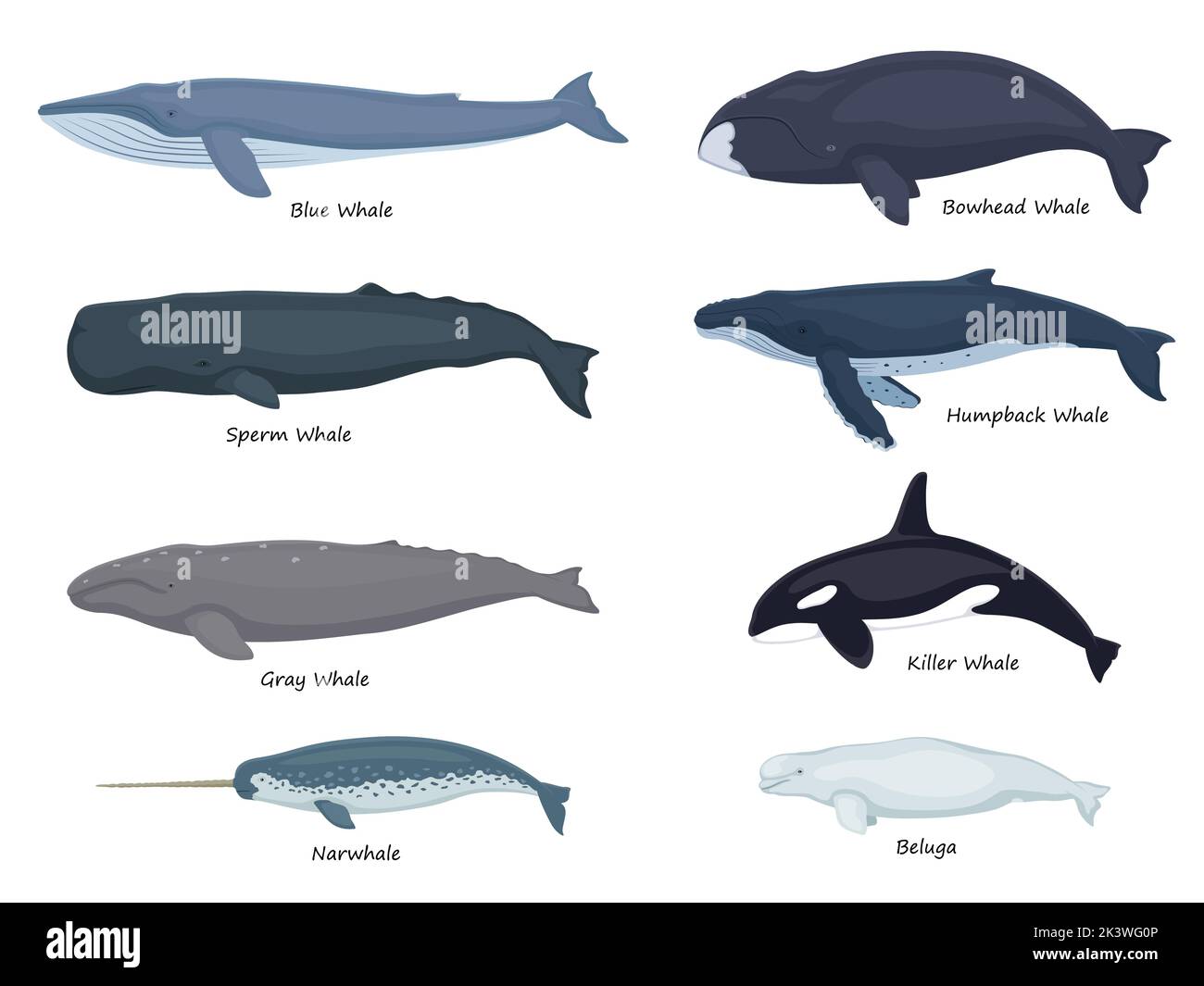 Set whales with inscriptions. Vector illustration beluga gray bowhead blue narwhal humpback sperm killer whale isolated on white. Flat design, side vi Stock Vector