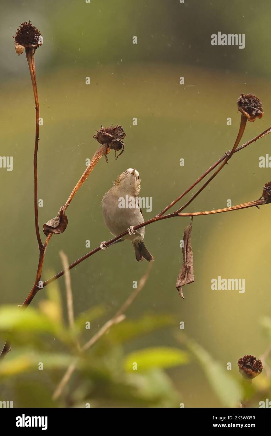 Principe Speirops (Zosterops leucophaeus) adult foraging on dead plant