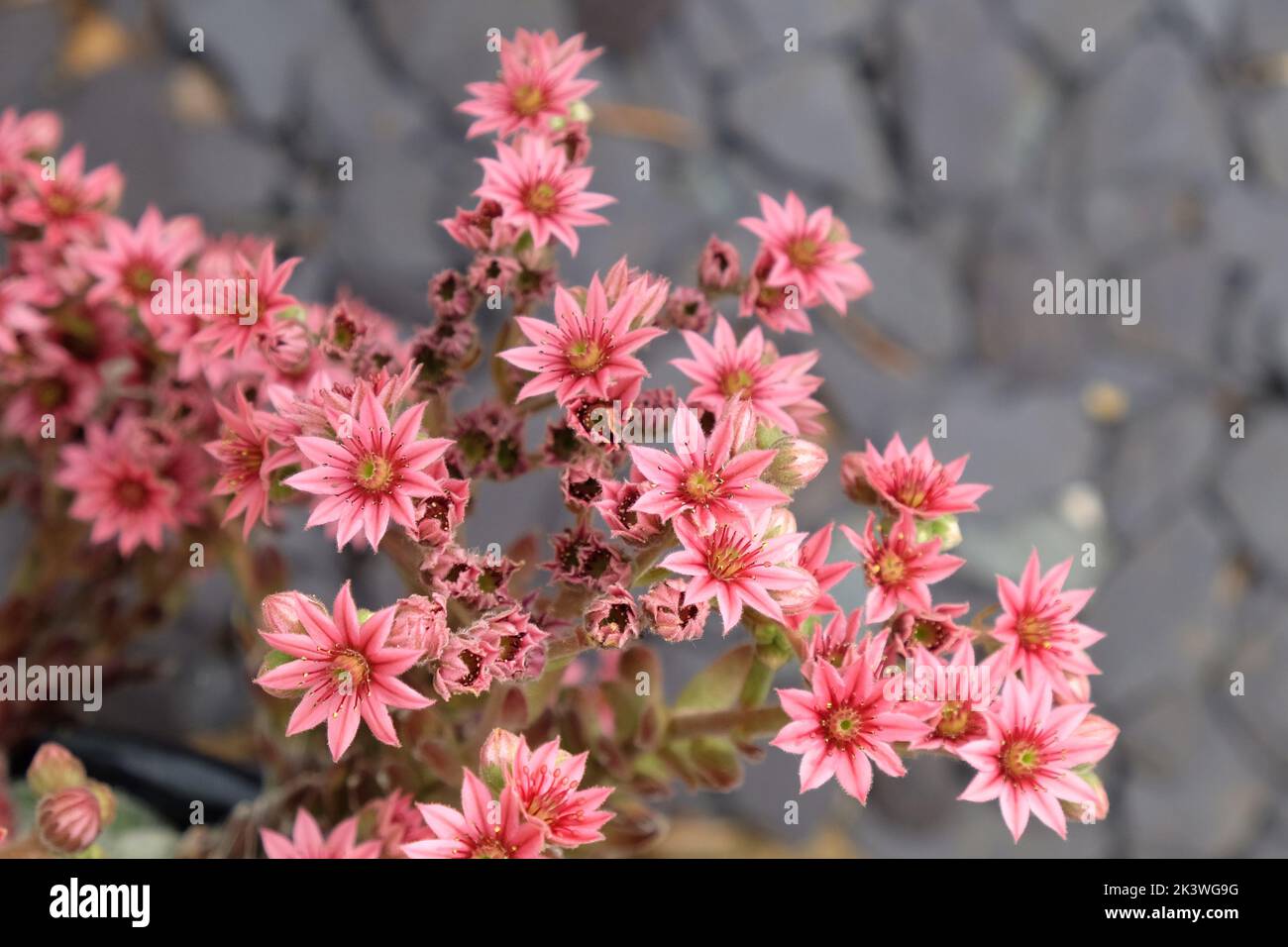 Sempervivum, Hens and Chicks, succulent plant in flower. Stock Photo