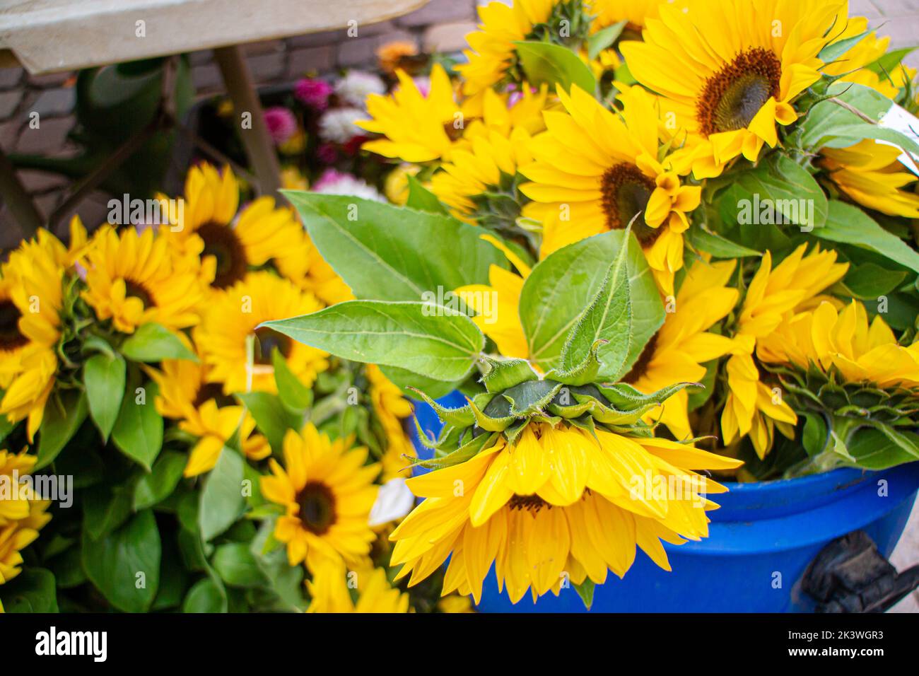 cut sunflowers on a regional seasonal market in autumn with local products in Germany, called 'Herbstmarkt' (transl. autumn market) Stock Photo