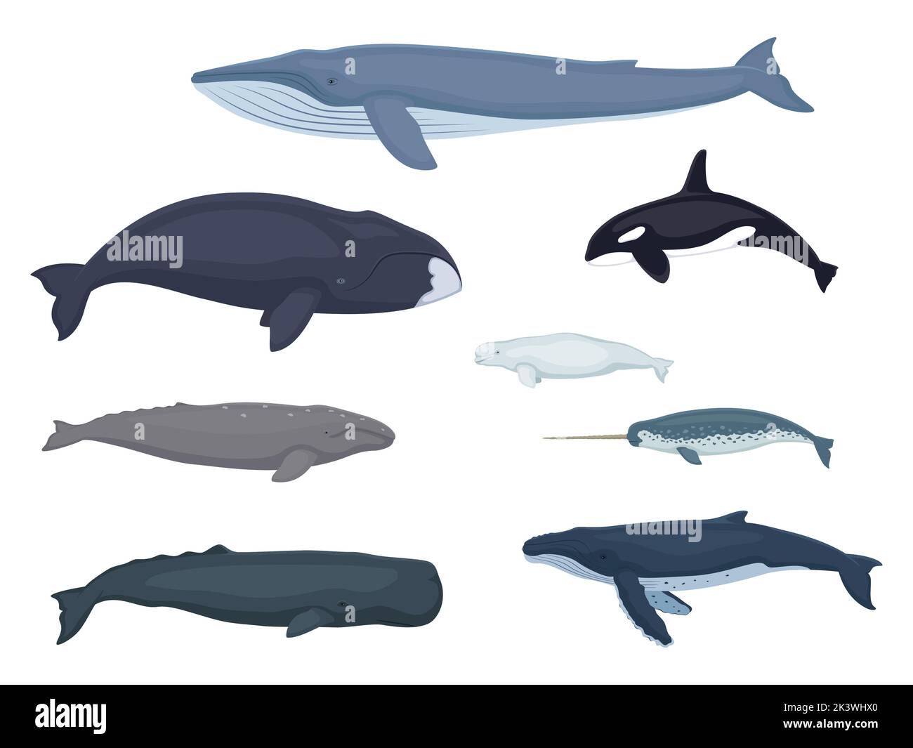 Whale set. Beluga, gray, bowhead, blue, narwhal, humpback, sperm, killer whale. Vector illustration group of different sea animals isolated on white. Stock Vector