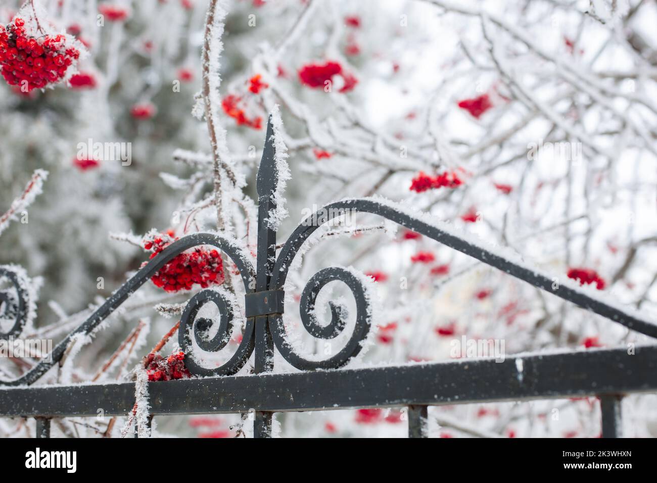 Close-up of iron bar fence of black color with twigs full of rowan berries covered with snow with tree branches in background in daytime. Gathering Stock Photo