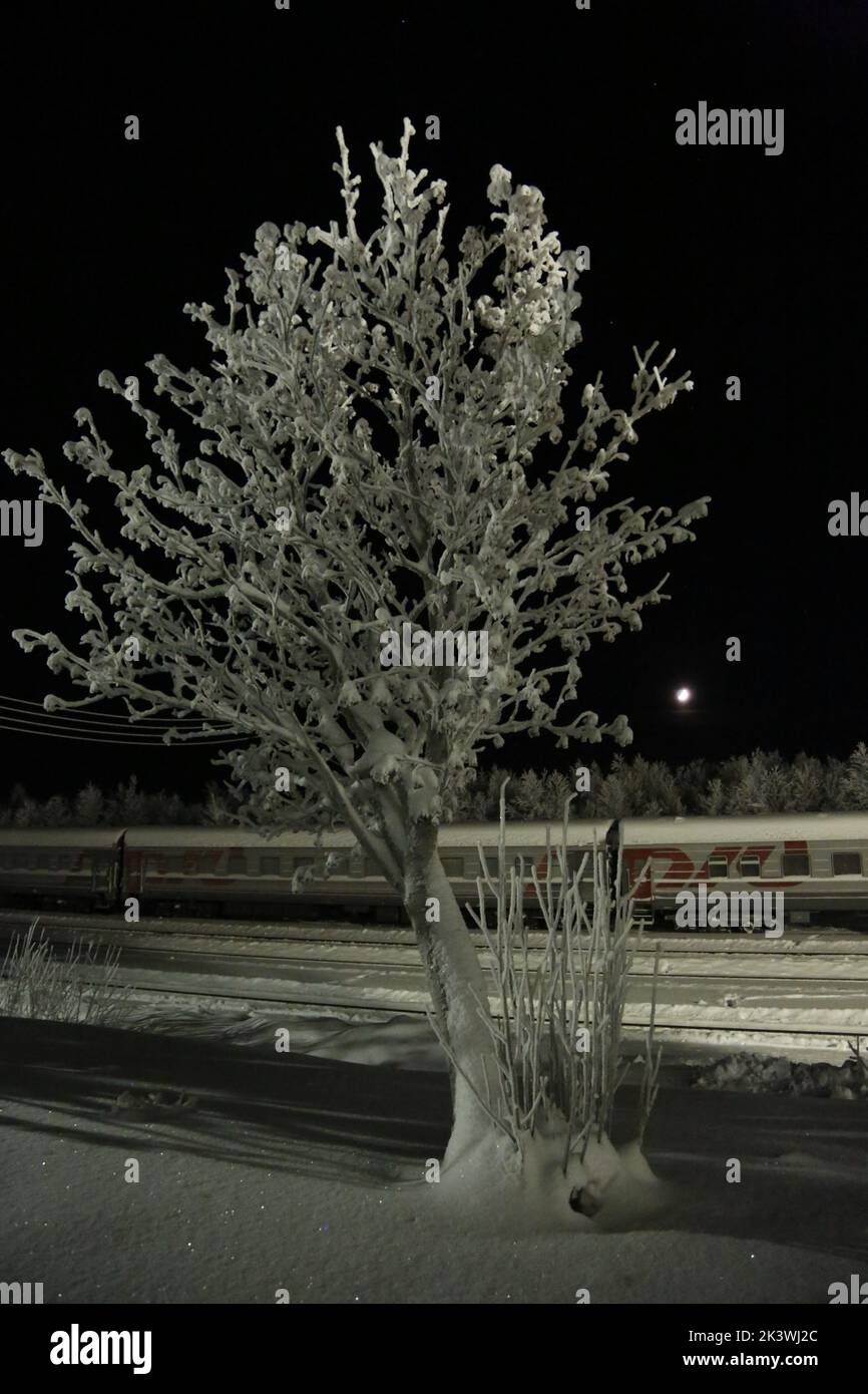 Iced tree & train wagons near railway station Pyayve on the world's northernmost passenger train service between Murmansk & Nikel in the polar night Stock Photo