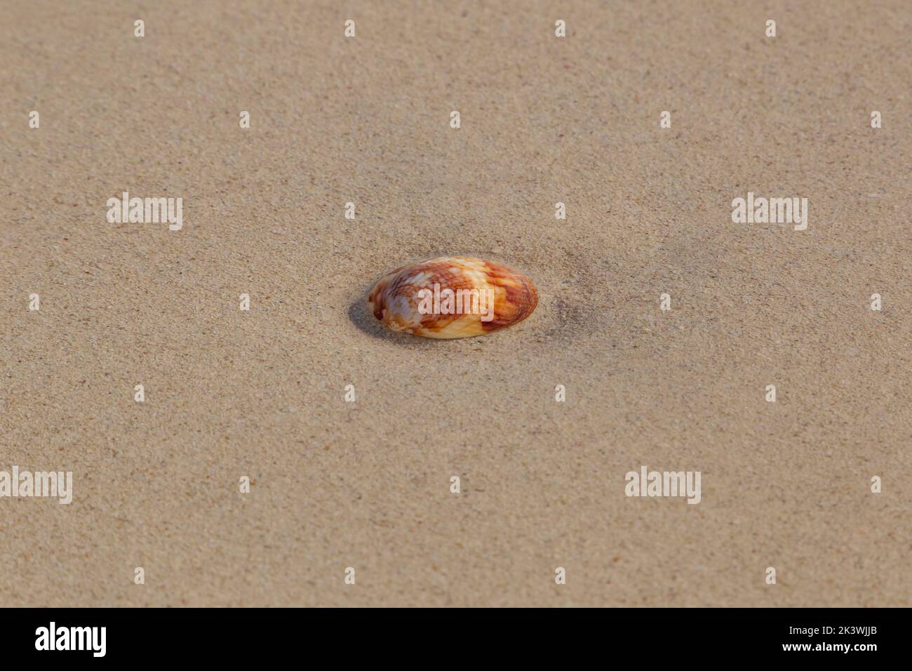 brown sea shell on wet sand of beach Stock Photo