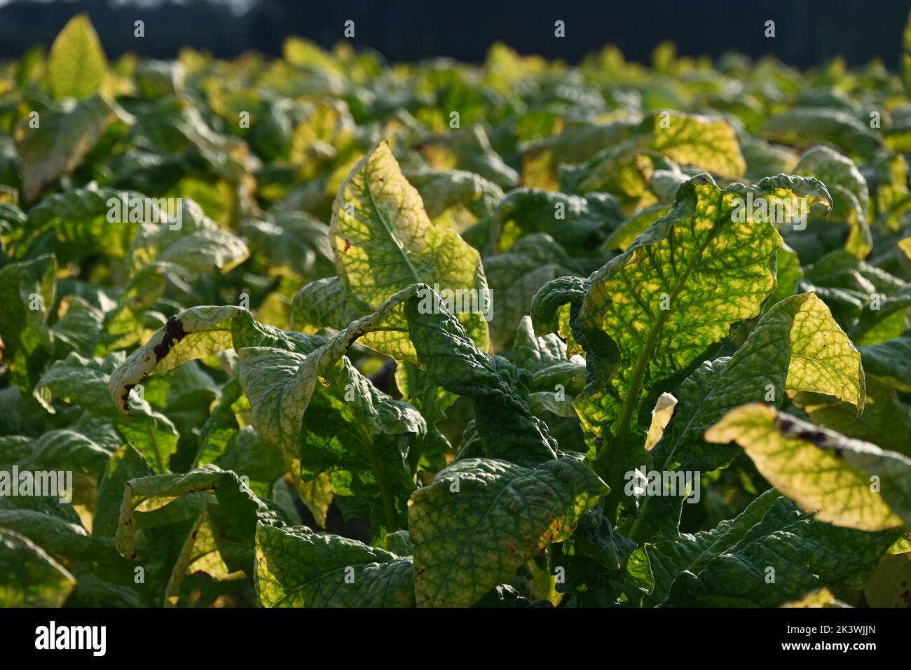 Come up of a tobacco field ready for harvest in Bertie County North